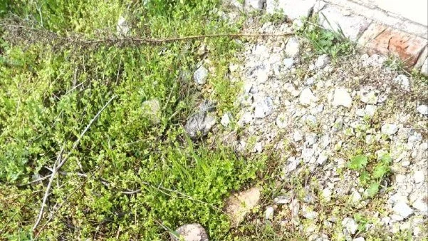 Комишани: ворог дистанційно замінував вулицю Центральну мінами “Пряник”