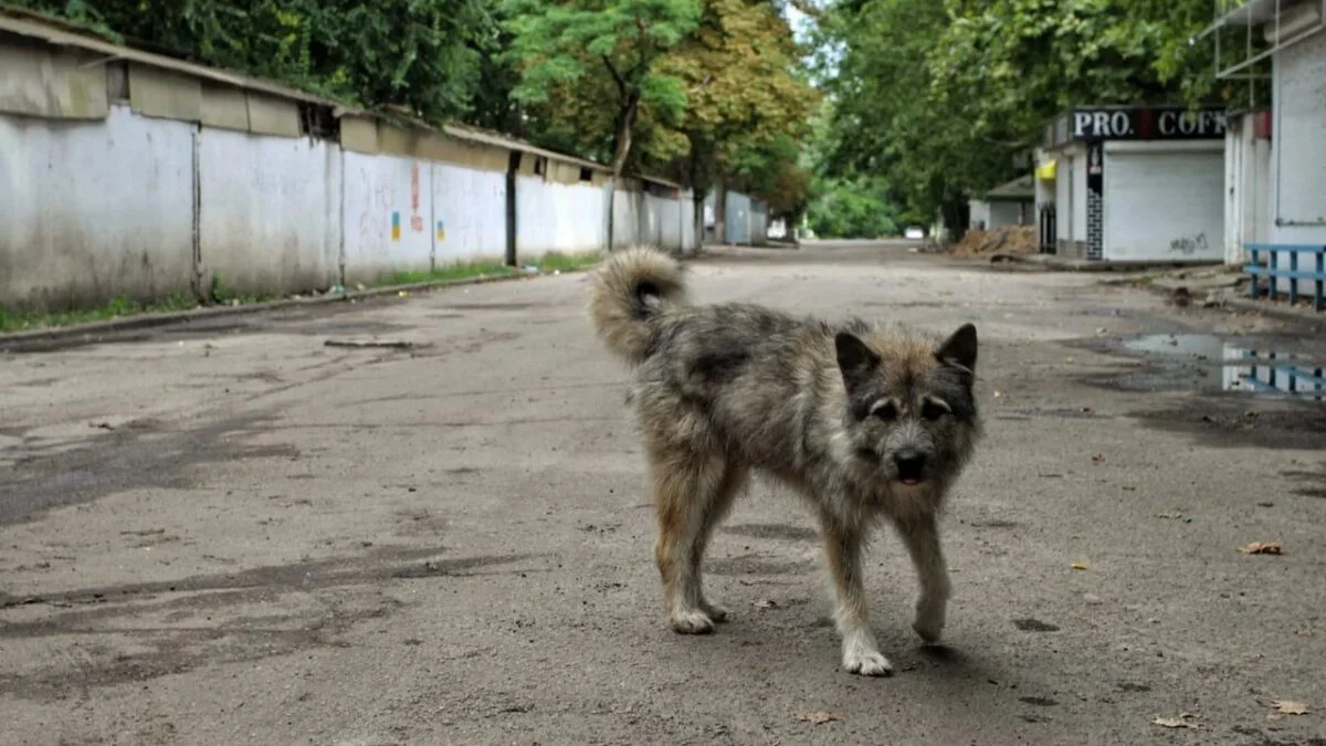 На лівобережжі Херсонщини зросла кількість нападів безпритульних собак