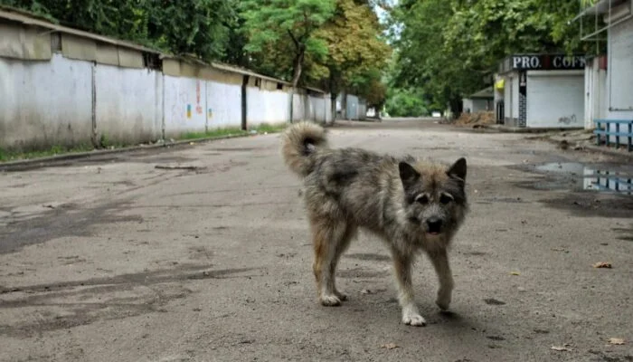 На лівобережжі Херсонщини зросла кількість нападів безпритульних собак